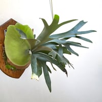 2025.9/23〜】板付ビカクシダ P. willinckii Copper will