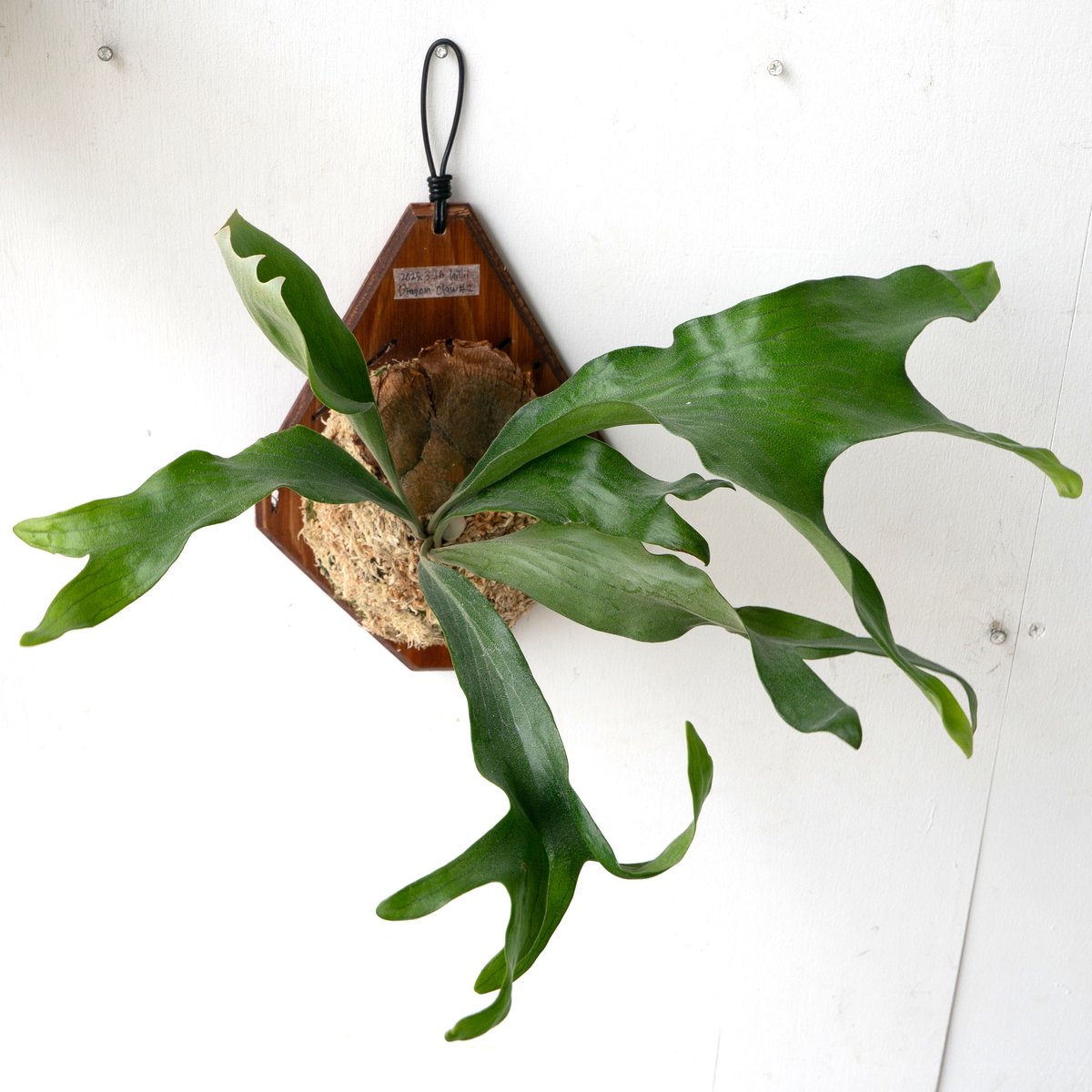 2025.9/23〜】板付ビカクシダ P. hillii dragon claw #2（