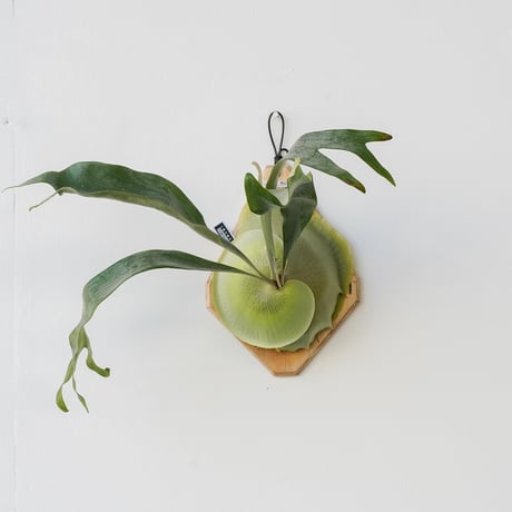 ビカクシダ | STORES