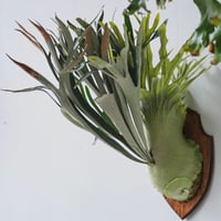 2025.12/17〜】板付ビカクシダ P. Bambi | IMAMA