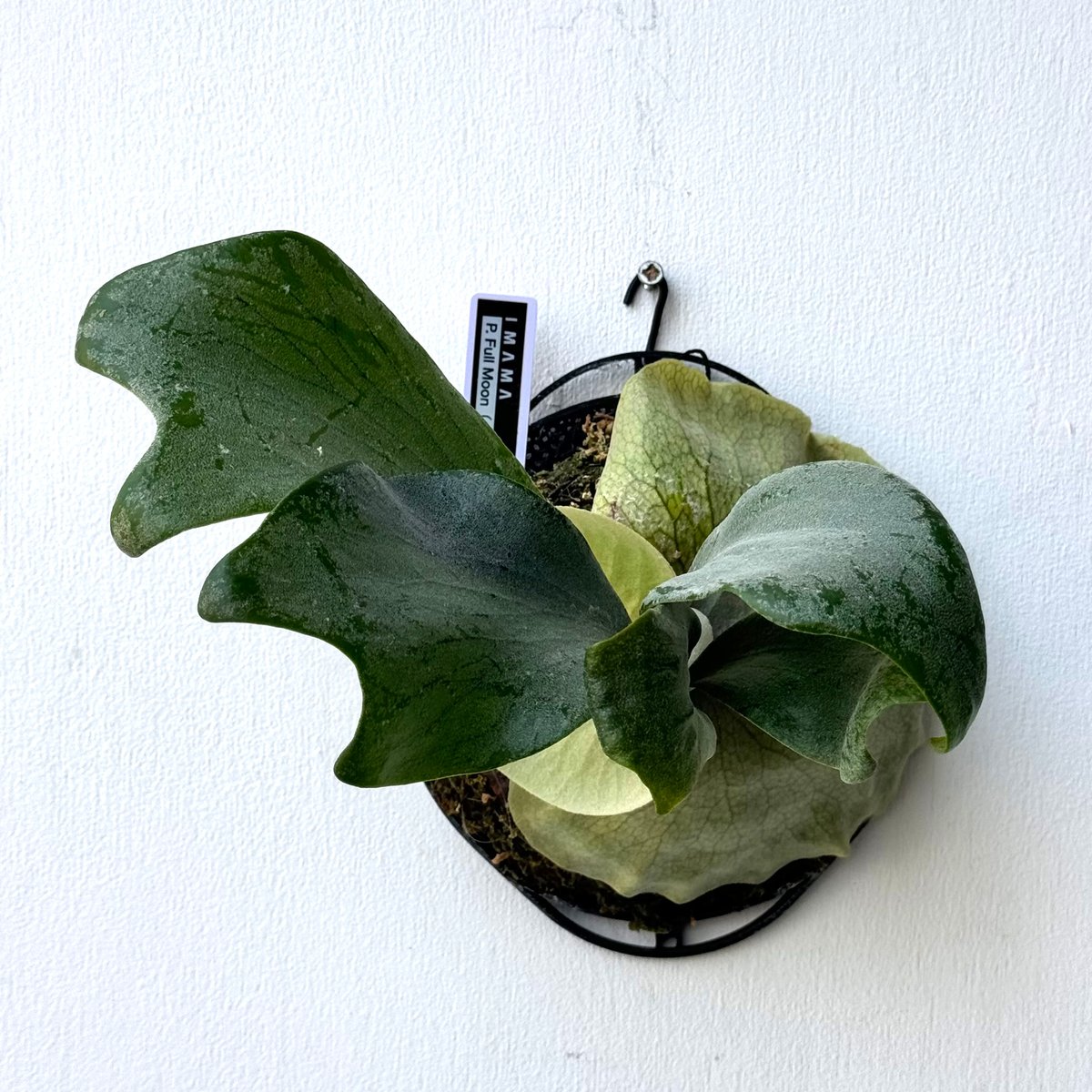 2025.3/25〜】板付ビカクシダ P. Full Moon（pup） | IMAMA