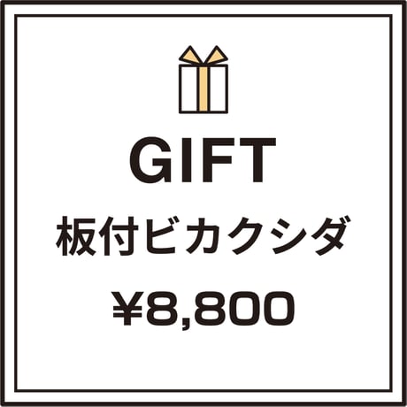 【気軽に贈る】ギフト用おまかせ板付ビカクシダ