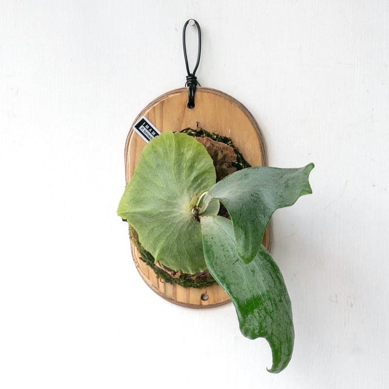 2025.8/2〜】板付ビカクシダ P. Tornado | IMAMA