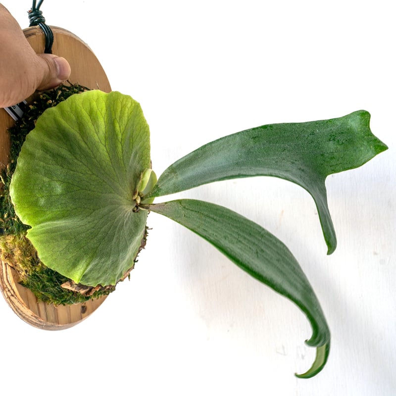 2025.8/2〜】板付ビカクシダ P. Tornado | IMAMA