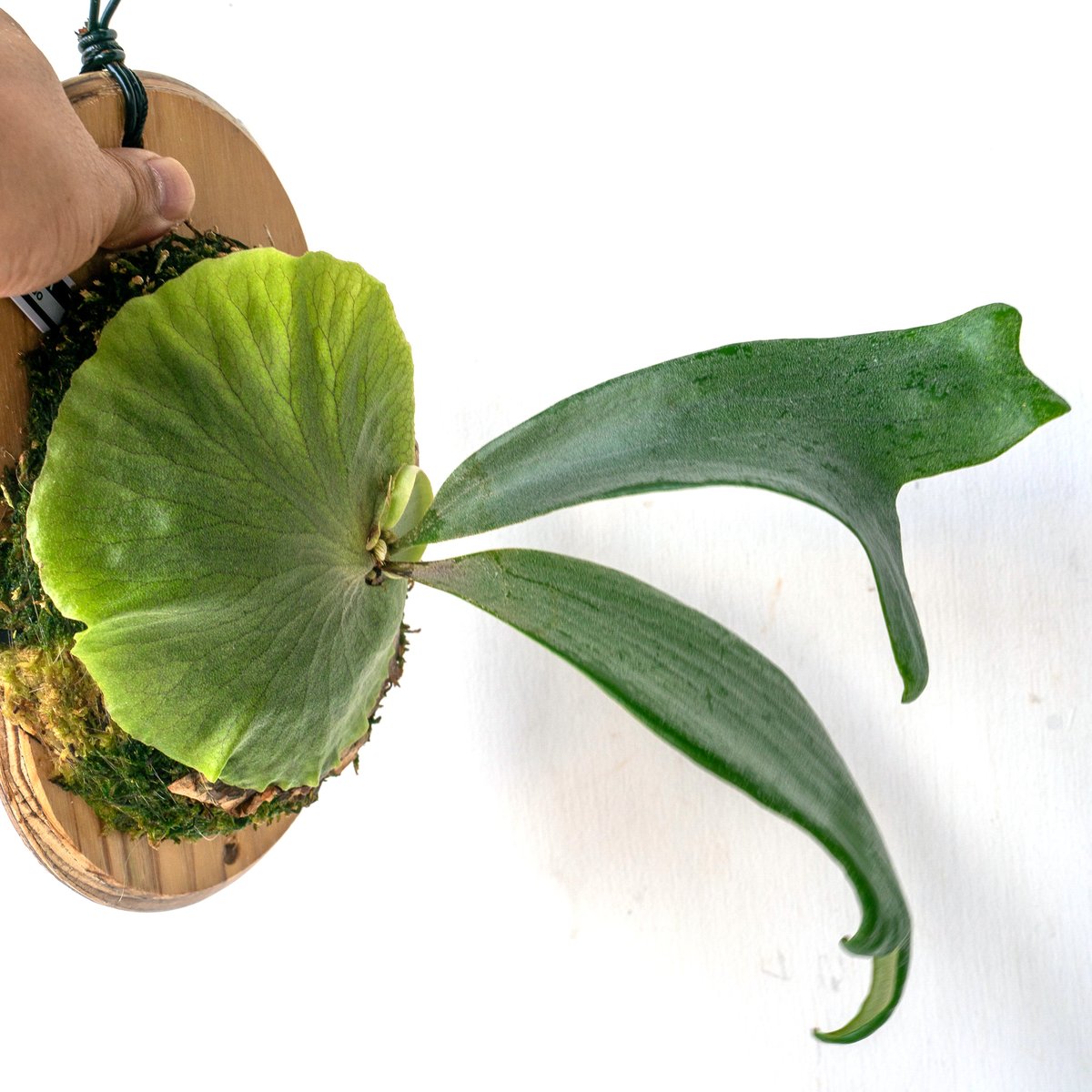 2025.8/2〜】板付ビカクシダ P. Tornado | IMAMA