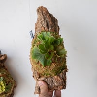 P.ridleyi dwarf silver 327 『おまとめ買い』 現品】ビカクシダ・リドレイ・ドワーフシルバー P.ridleyi Dwarf