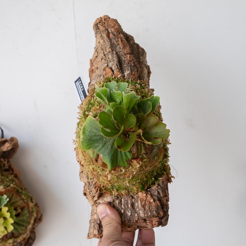 ビカクシダ P.ridleyi dwarf silver 414 P.ridleyi dwarf silver 》 みなさま、こんばんは！ 本日は前回