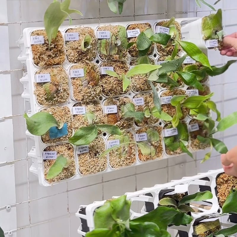 pote商品です 保存容器 密閉 1.9L キーポット 角型 （ ワンプッシュ KEEPOT ラストロ