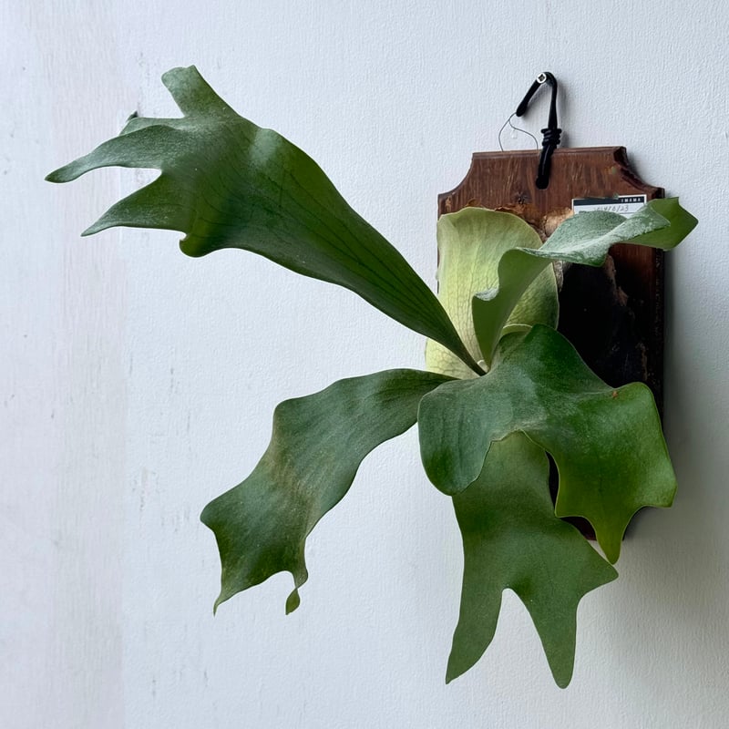 2025.3/25〜】板付ビカクシダ P. hillii cv.Miss Moana（pu