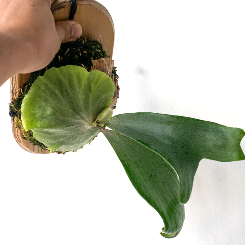 2025.8/2〜】板付ビカクシダ P. Tornado | IMAMA