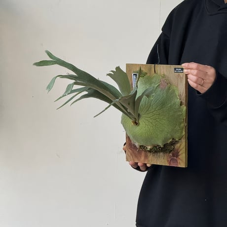 【2026.5/10〜】板付ビカクシダ　  P. veitchii × P. coronarium [TC]