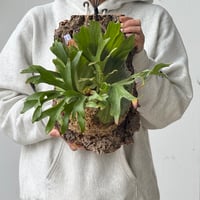 【2026.5/23〜】コルク付ビカクシダ　 P. 'Mt. Olympus' × P. Kitshakoodisense 'Thin'