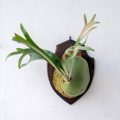 CATEGORY ¥20,001〜¥30,000 | IMAMA