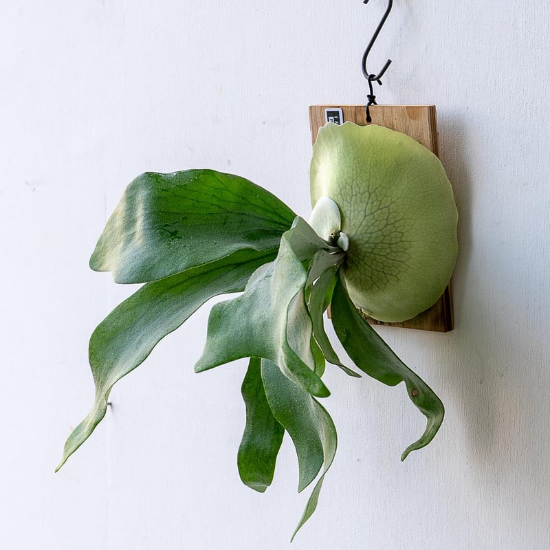 六角板付け♡ビカクシダオリジナルスポア株 六角板付け♡ビカクシダオリジナルスポア株 ビカクシダ | はっぱさん