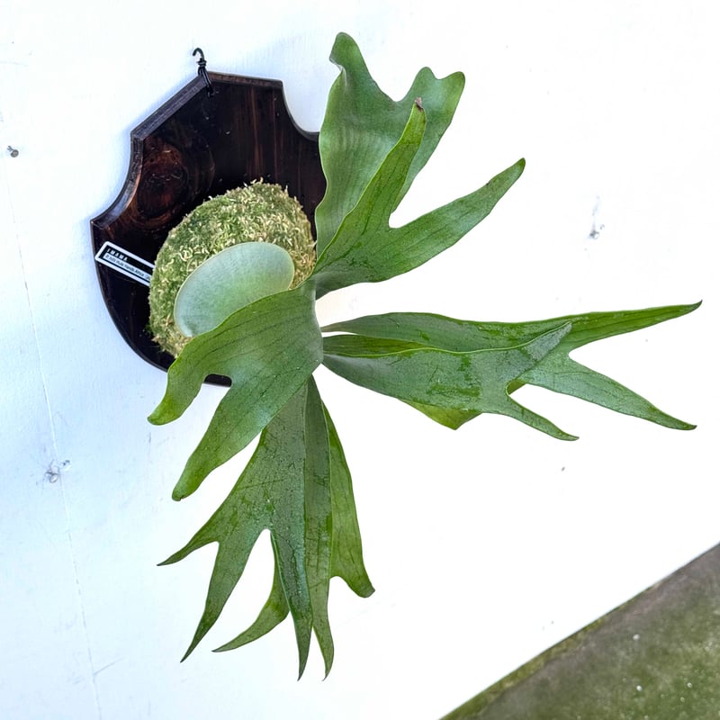 板付ビカクシダ P. hillii 'Hula Hands Africa' （pup） |