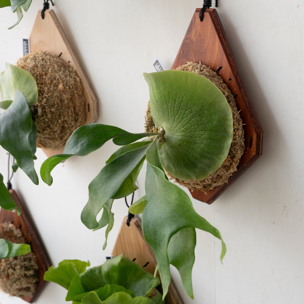 ビカクシダ P.  Ape(PUP) e2ce79972ad07becea59a5ade22ffd