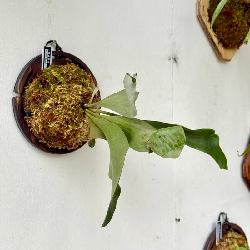 hillii dwarf (oc)板付ビカクシダ