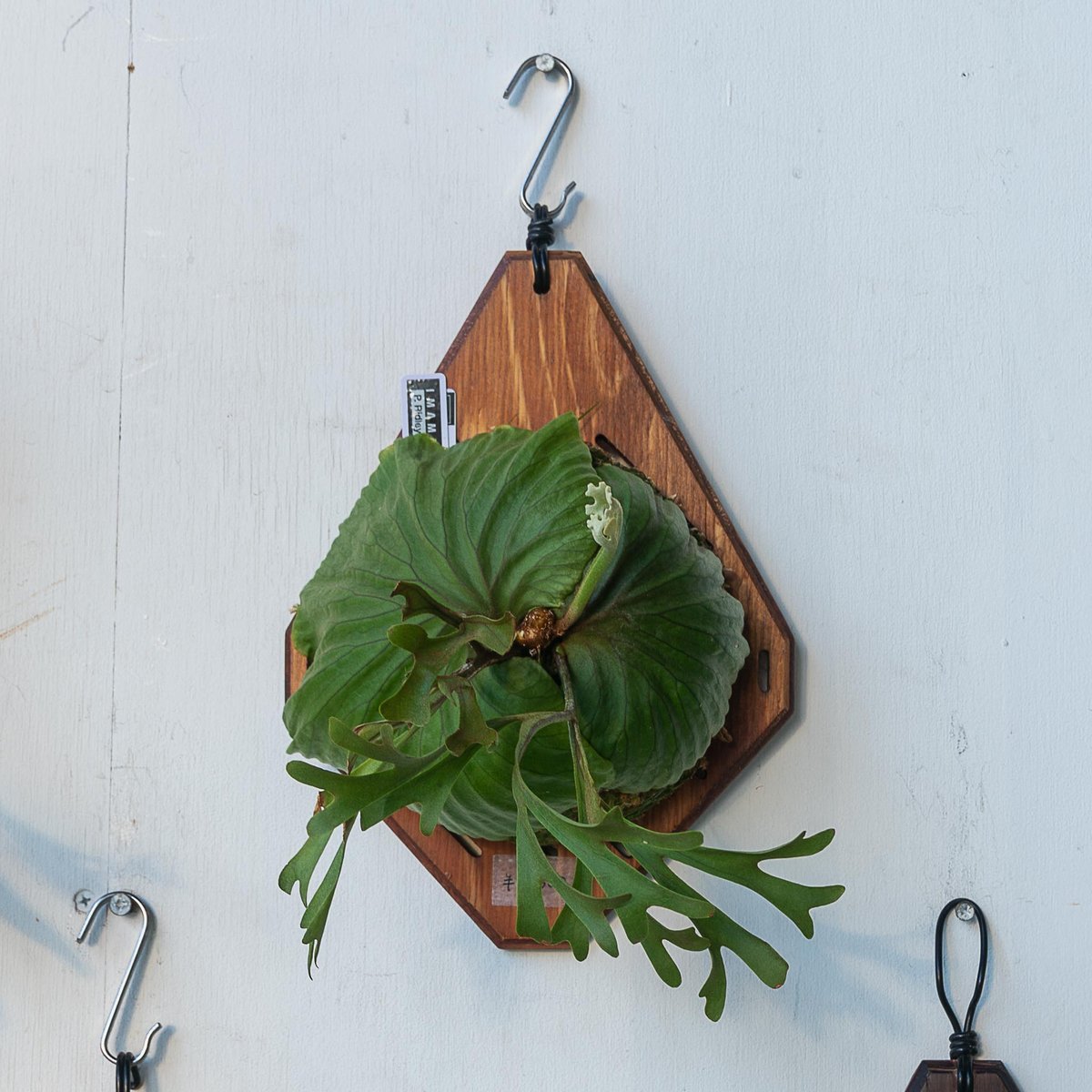 ridleyi 板付　NO.315 ビカクシダ 2025.7/7〜】板付ビカクシダ P. Ridleyi dwarf silver コルク0