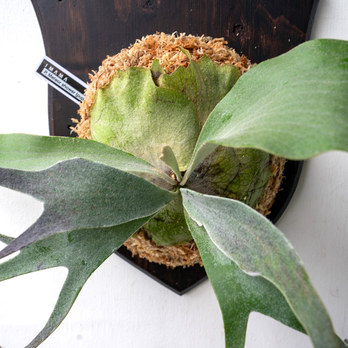 2025.11/4〜】板付ビカクシダ P. Meteor shower（pup） | IMAMA