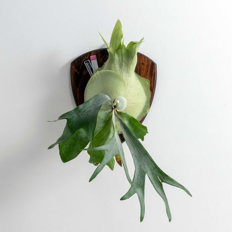 ★ Oceanbeaw★ビカクシダ5点 ☆ Oceanbeaw☆ビカクシダ5点 Lion head (Banna A x Veitchii Wild