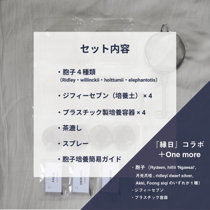 ビカクシダ胞子培養 エントリーセット ＜コラボver.＞ | IMAMA