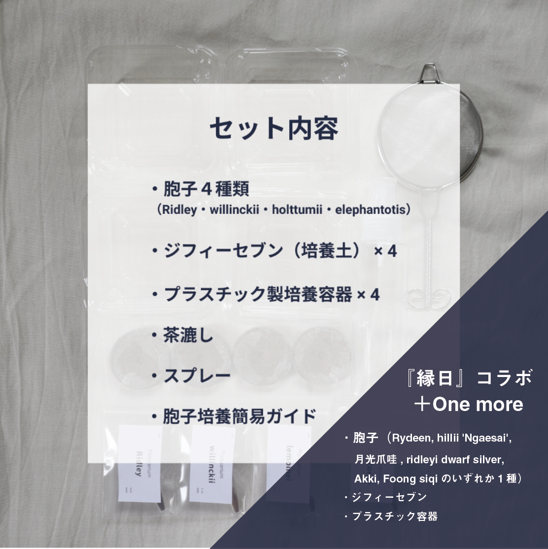ビカクシダ胞子培養 エントリーセット ＜コラボver.＞ | IMAMA