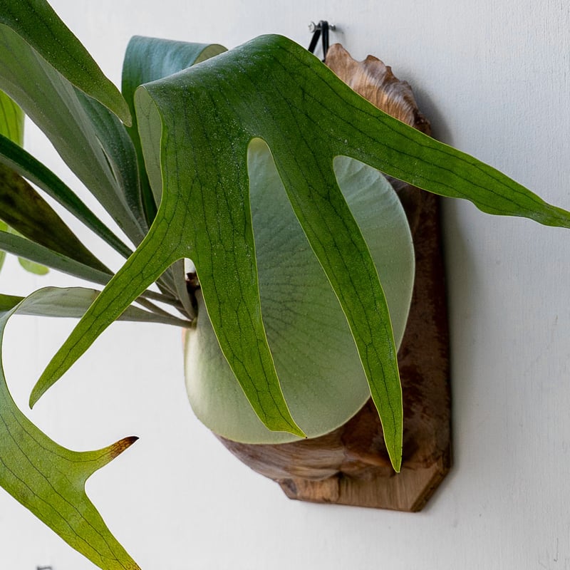 2025.11/12〜】板付ビカクシダ P. bifurcatum 'blue boy'