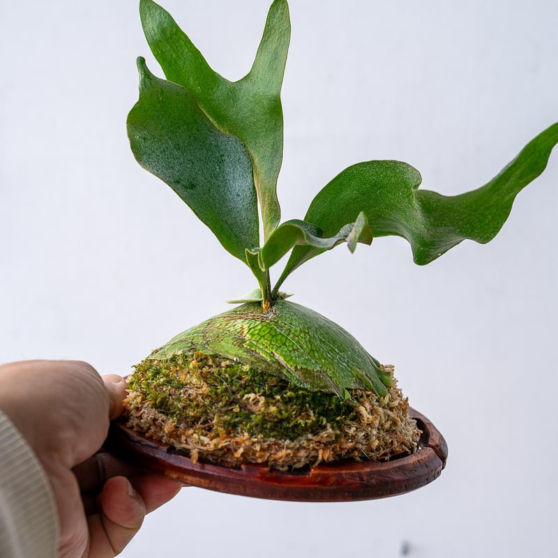 2025.11/12〜】板付ビカクシダ P. FSQ 'White Windmill' （