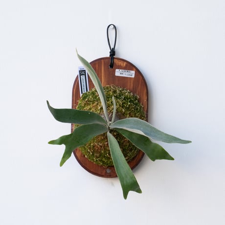 2026.1/17〜】板付ビカクシダ P. veitchii wild sporelin