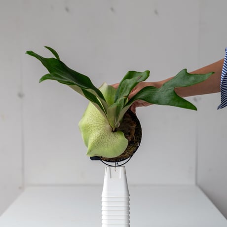 p. Virgo Stellar Stream ビカクシダplatycerium 【公式通販】