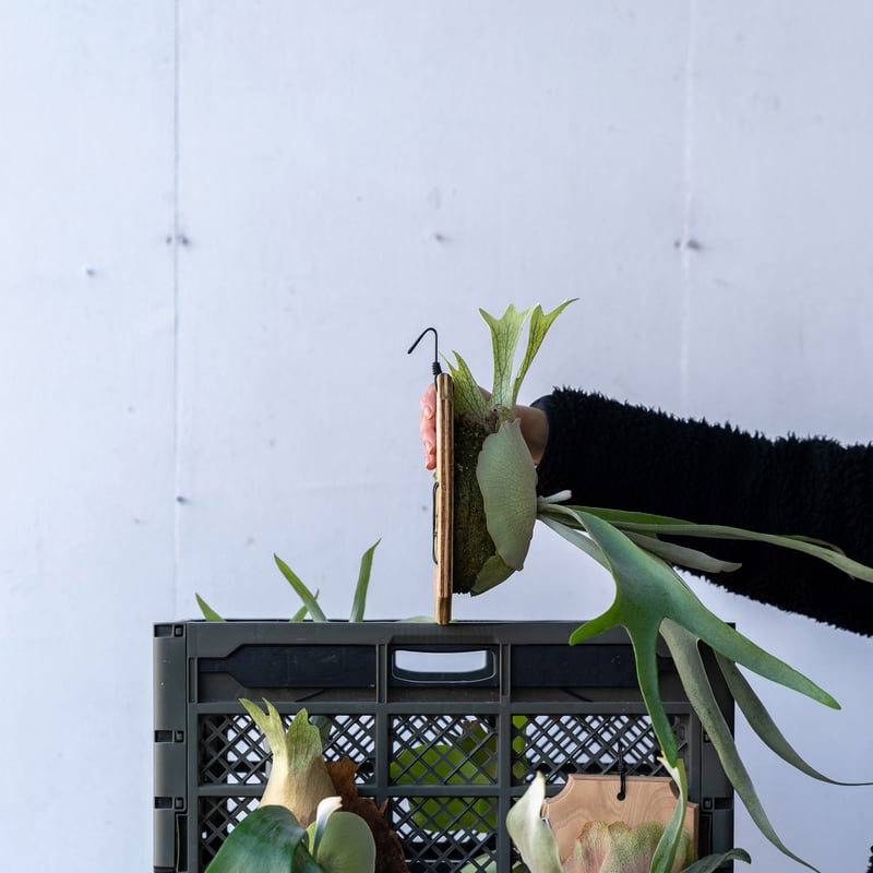 P.veitchii ビカクシダ ベイチー 親株 大株 【公式通販】