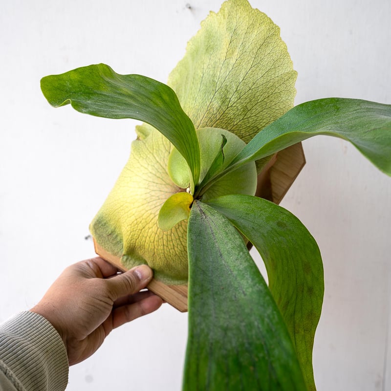 ビカクシダ hillii 'Bangpung' 親株 超お得 2025.11/12〜】板付