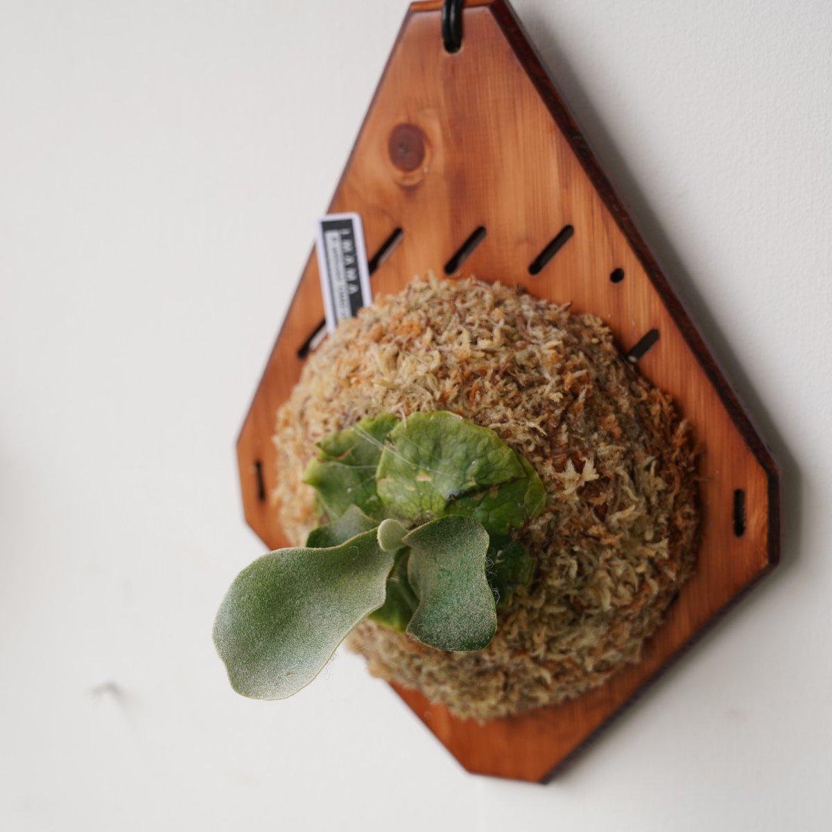 P.willinckii OMG sporeling ビカクシダ 板付 【公式通販】