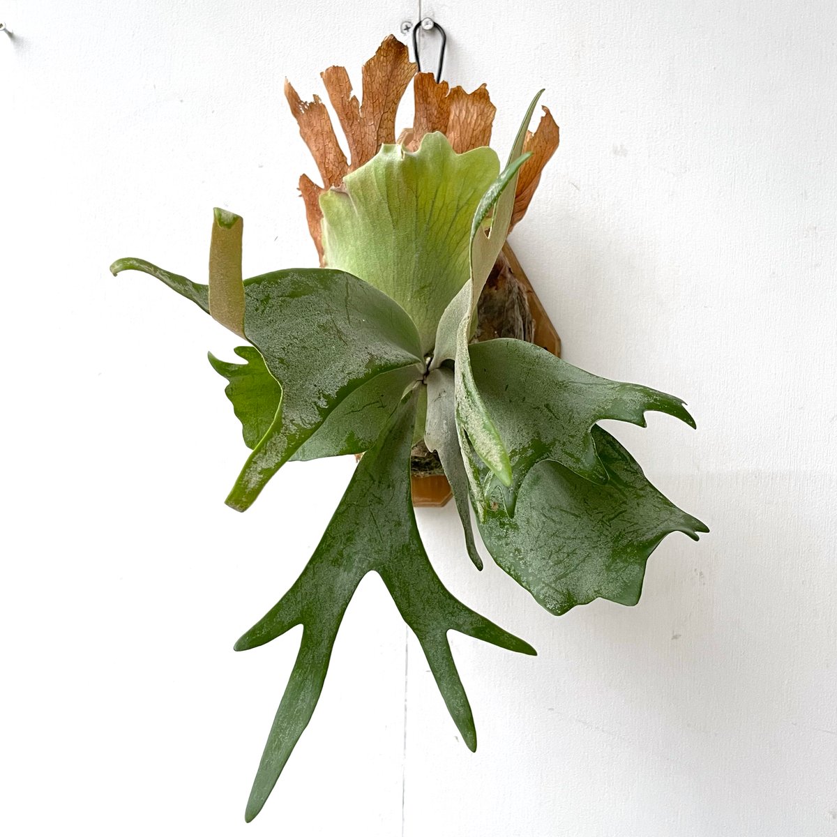 P. willinckii cv. Aysun スポア ビカクシダ 【公式通販】