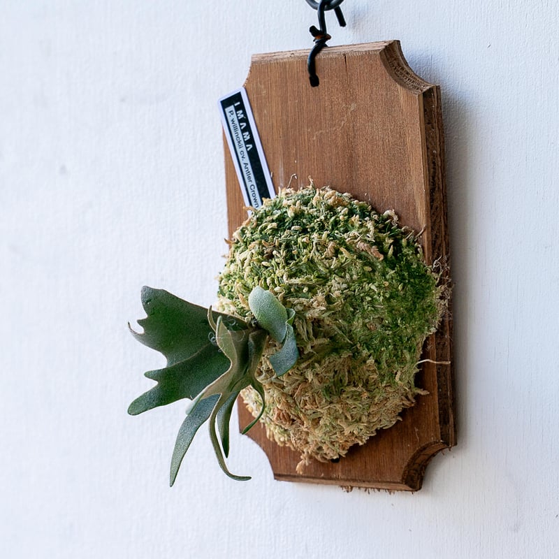 2025.11/12〜】板付ビカクシダ P. willinckii 'Antler cro