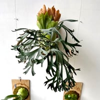 【2026.8/20〜】板付ビカクシダ　 P. veitchii×P. bifurcatum [pup]