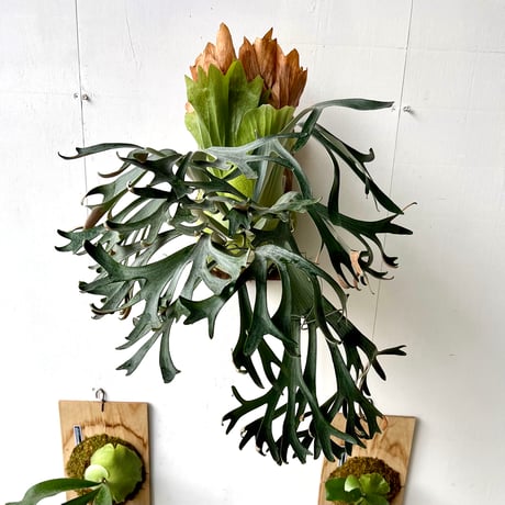 【2026.8/20〜】板付ビカクシダ　 P. veitchii×P. bifurcatum [pup]