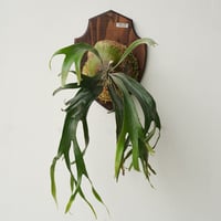 2026.1/29〜】板付ビカクシダ P. willinckii 'Totoro' spor