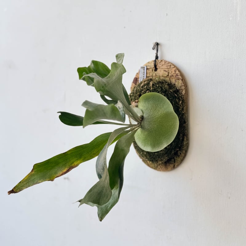 ビカクシダ　ペドロタツタ　板付 ビカクシダ ペドロタツタ 板付 ビカクシダ ペドロタツタ 板付 P