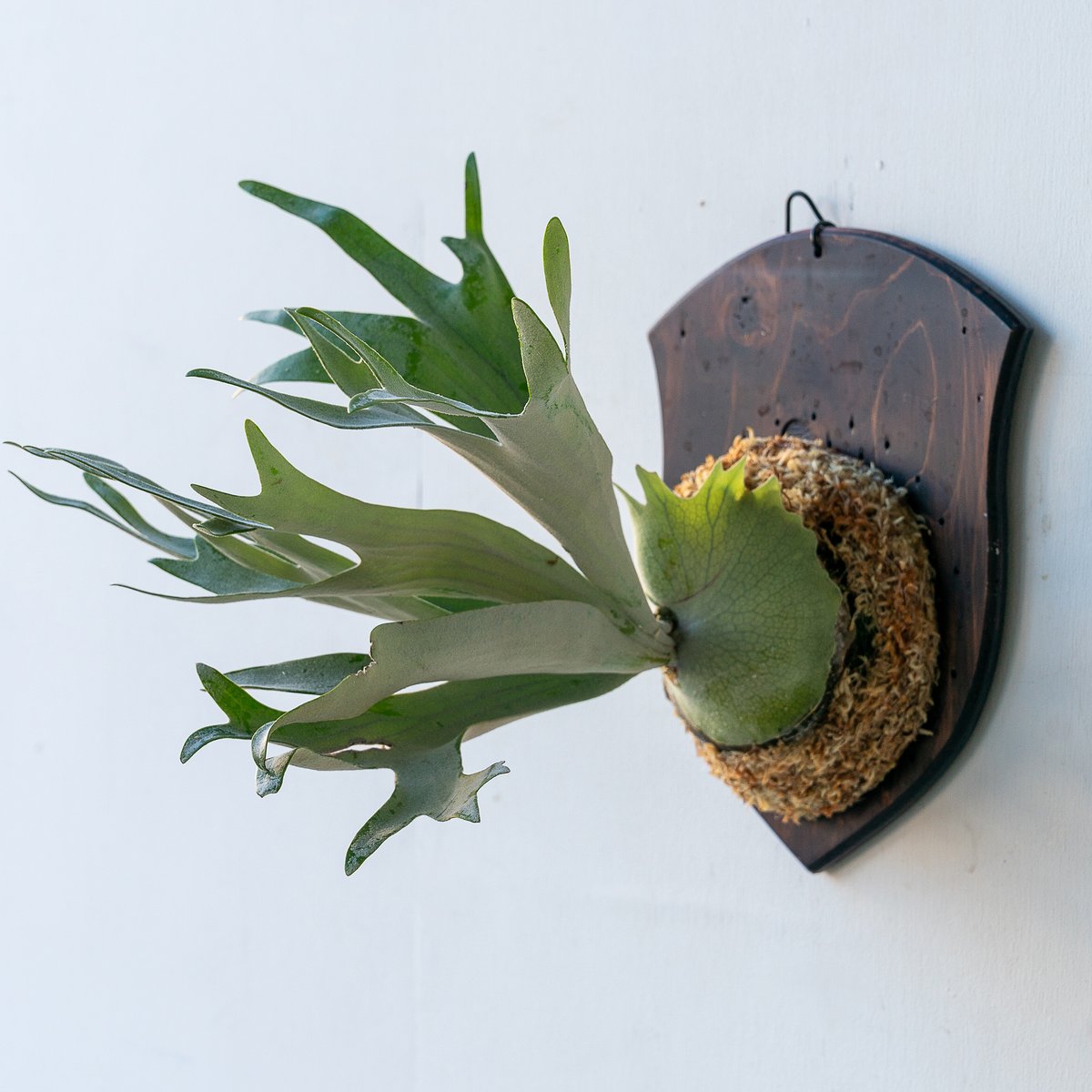 Hakuna Matataビカクシダ ハクナマタタcomolebi