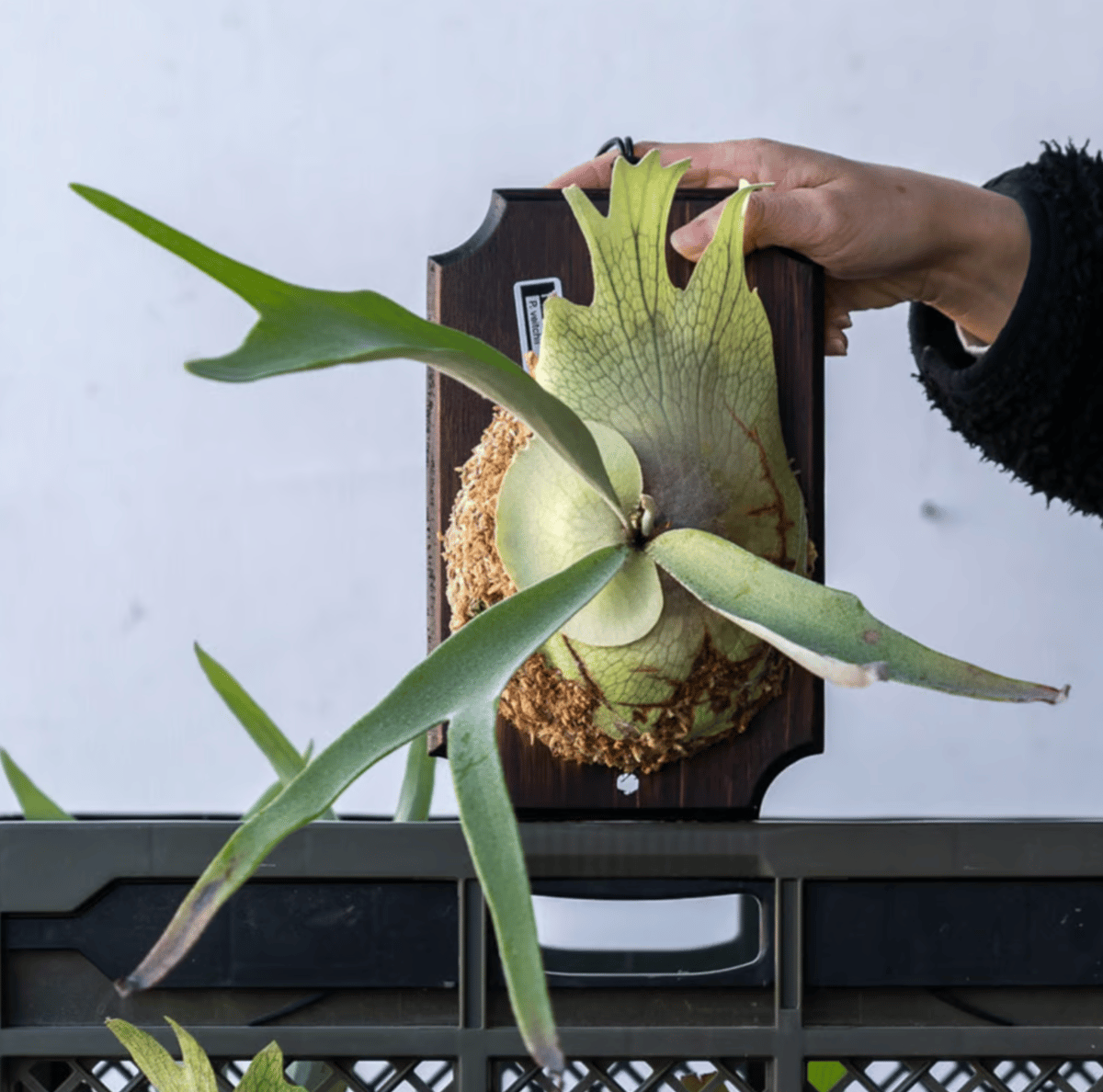 ビカクシダ問い合わせ用 ビカクシダ問い合わせ用