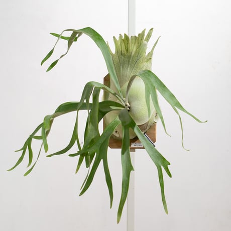 CATEGORY willinckii | IMAMA