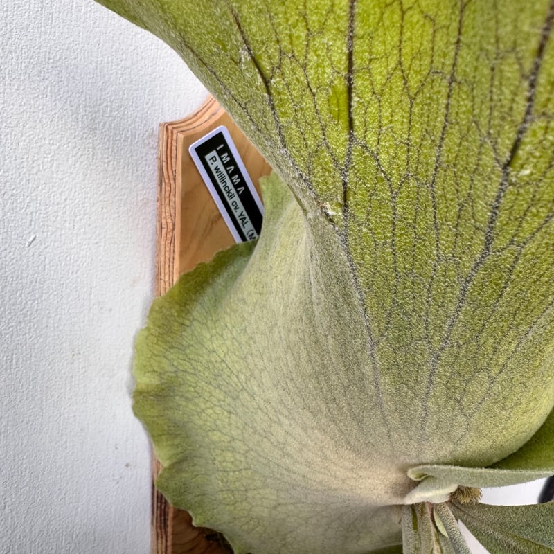 P.wilinckii Aplus spore select 大株ビカクシダ