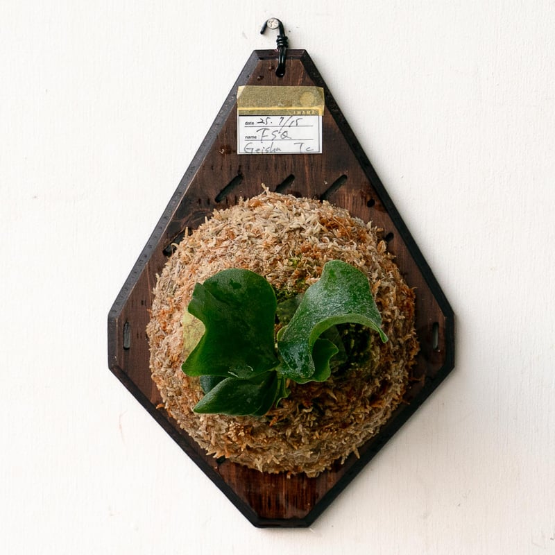 2025.11/22〜】板付ビカクシダ P. Foong siqi sporeling '