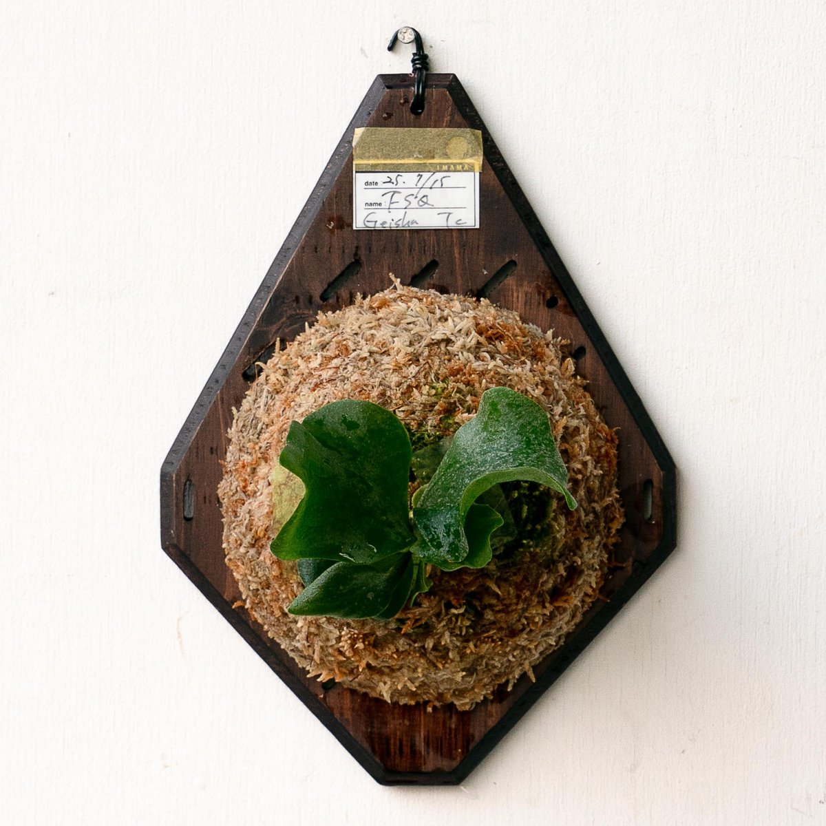 親株サイズ FSQ(foong siqi spore) ビカクシダ 親株サイズ FSQ(foong siqi spore) ビカクシダ