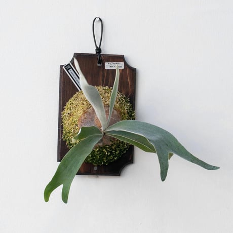 【nakaビカクシダまとめ商品】 コウモリラン | STORES