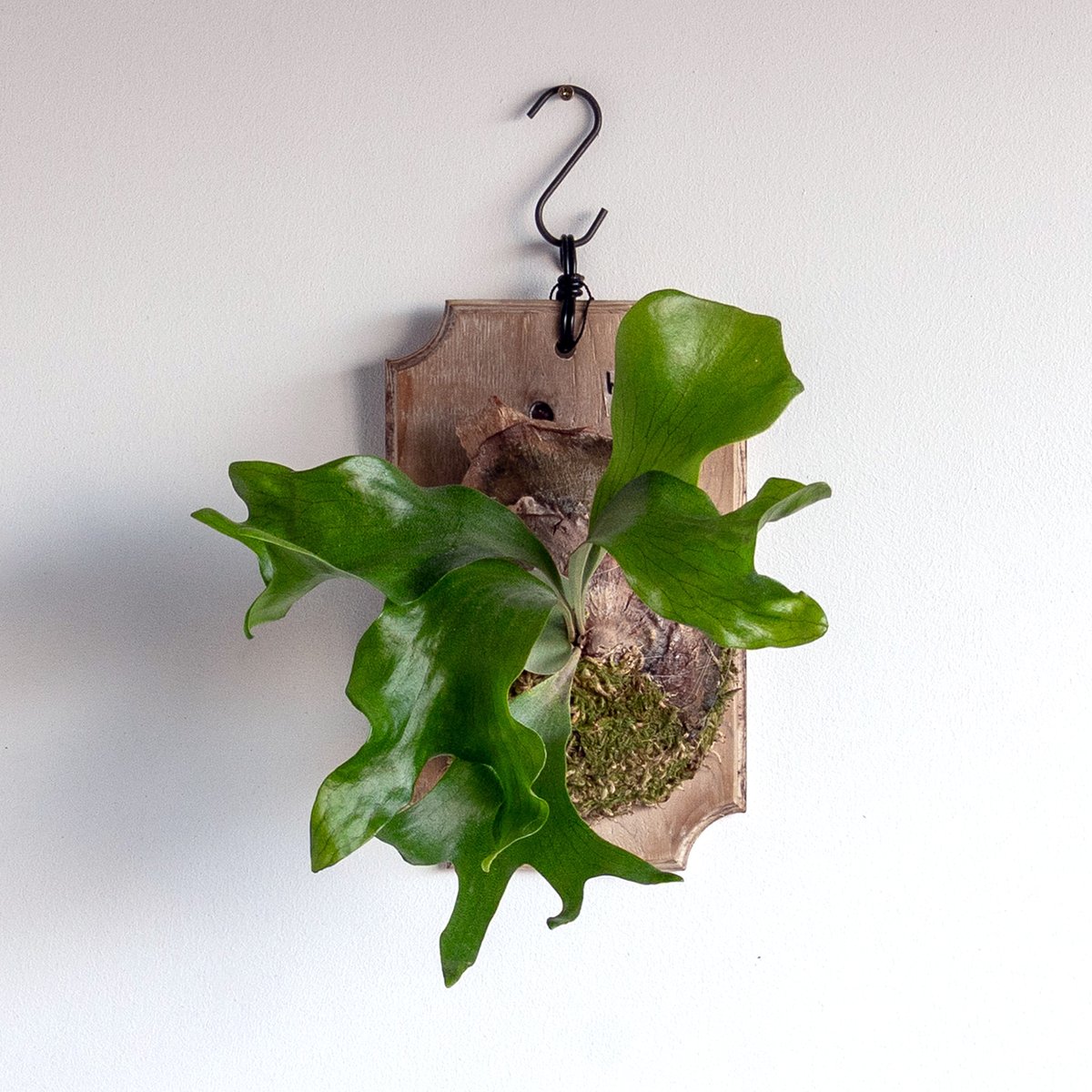 2025.12/13〜】板付ビカクシダ P. hillii HB-5 （pup） | IMAMA