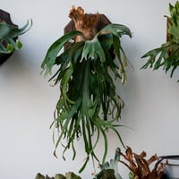 ビカクシダ　P.Fullmoon フルムーン 2025.3/25〜】板付ビカクシダ P. Full Moon（pup） | IMAMA