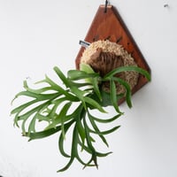 ビカクシダ willinckii Copper will oc P. Willinckii Copper will Wide Form【artPLANTs/PLANTS GARAGE