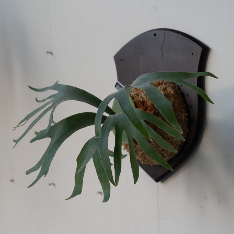 ビカクシダ P.Willinckii cv. Coral pupビカクシダP.Willinckii